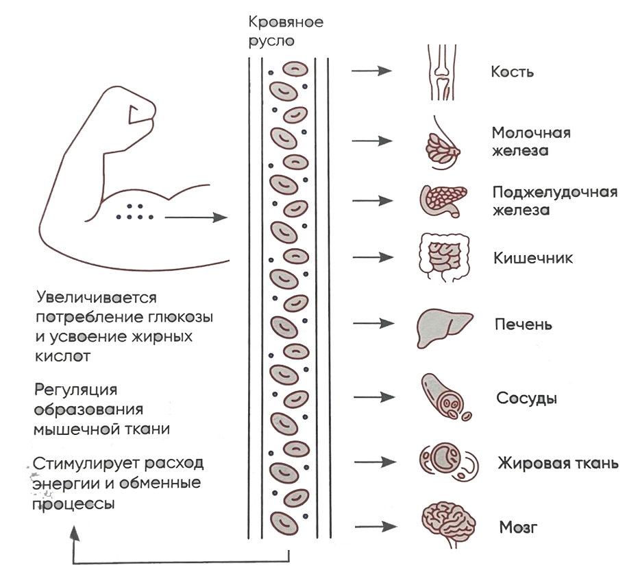 БЛАГОПРИЯТНОЕ ВЛИЯНИЕ ФИЗИЧЕСКОЙ АКТИВНОСТИ НА МЕТАБОЛИЧЕСКИЕ ПРОЦЕССЫ